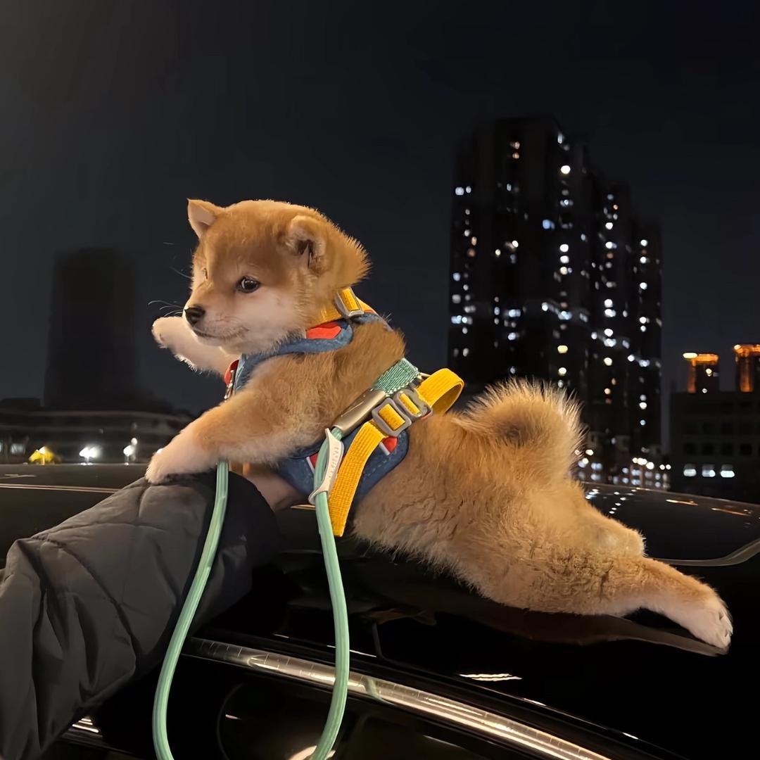叁拾