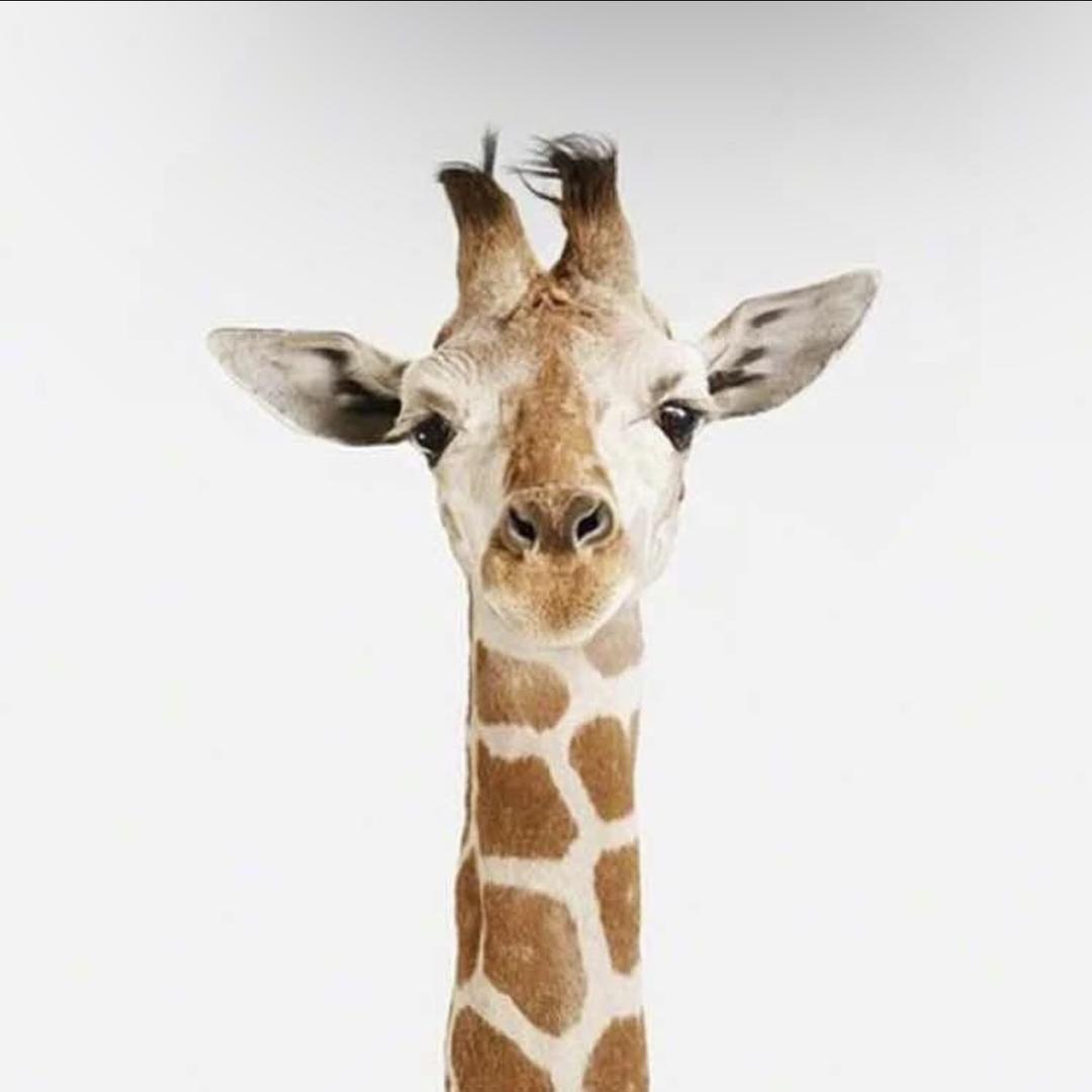 `   刺猬的优雅.