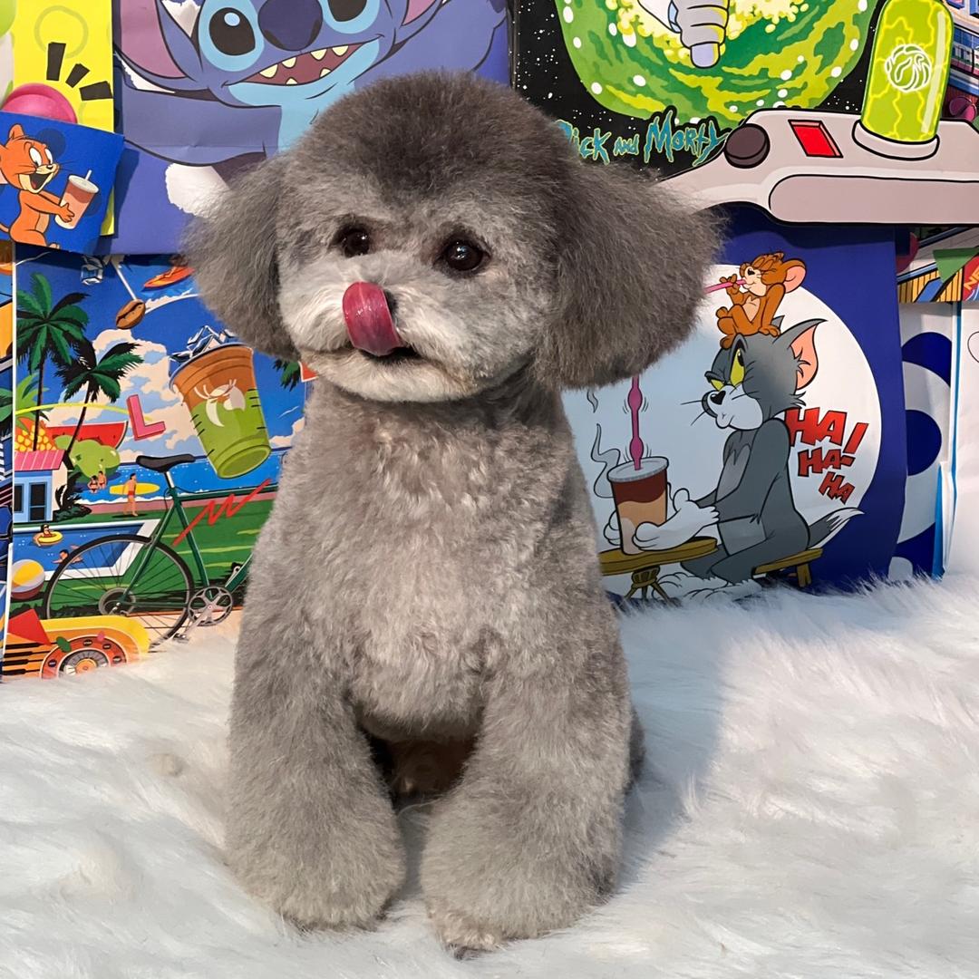 爱吃草的小白兔