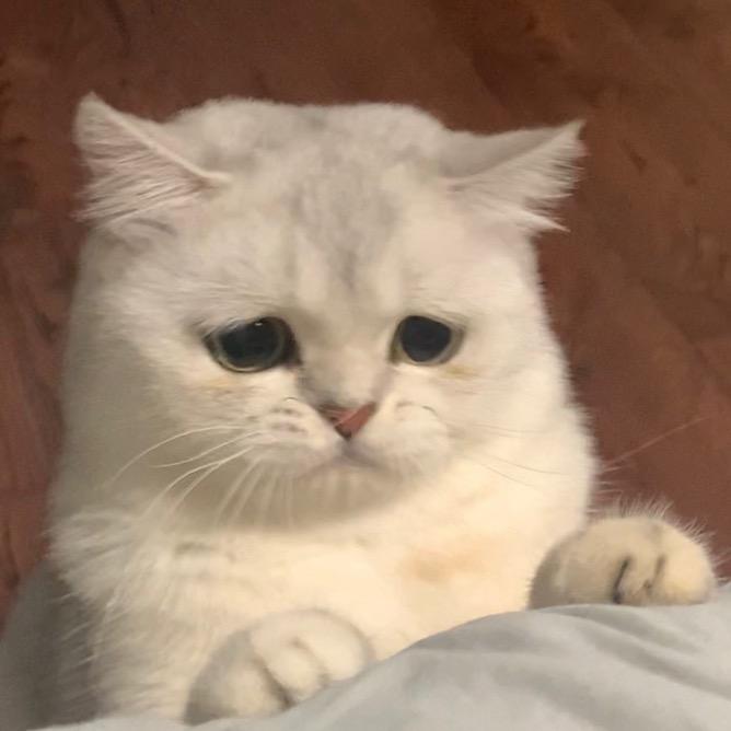 小凡宝不烦