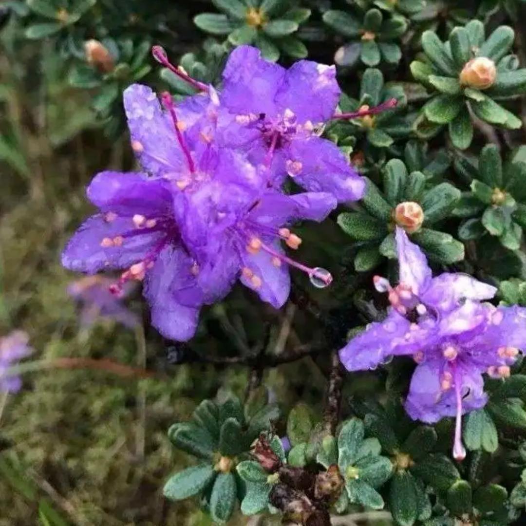 花瓣杜鹃园优品小铺