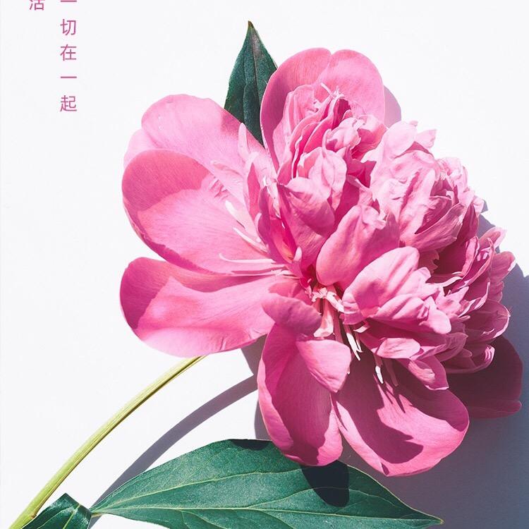 青青纸鸢