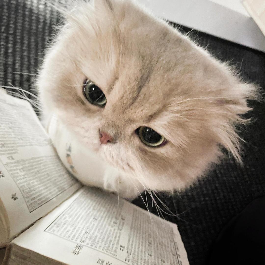 橘猫.