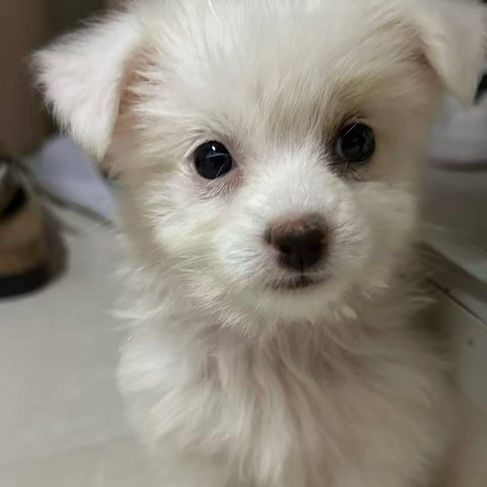 心如止水