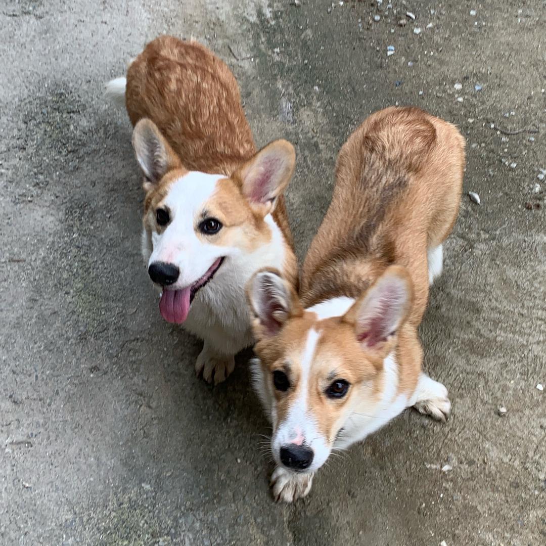 光头🐶与福宝🐶