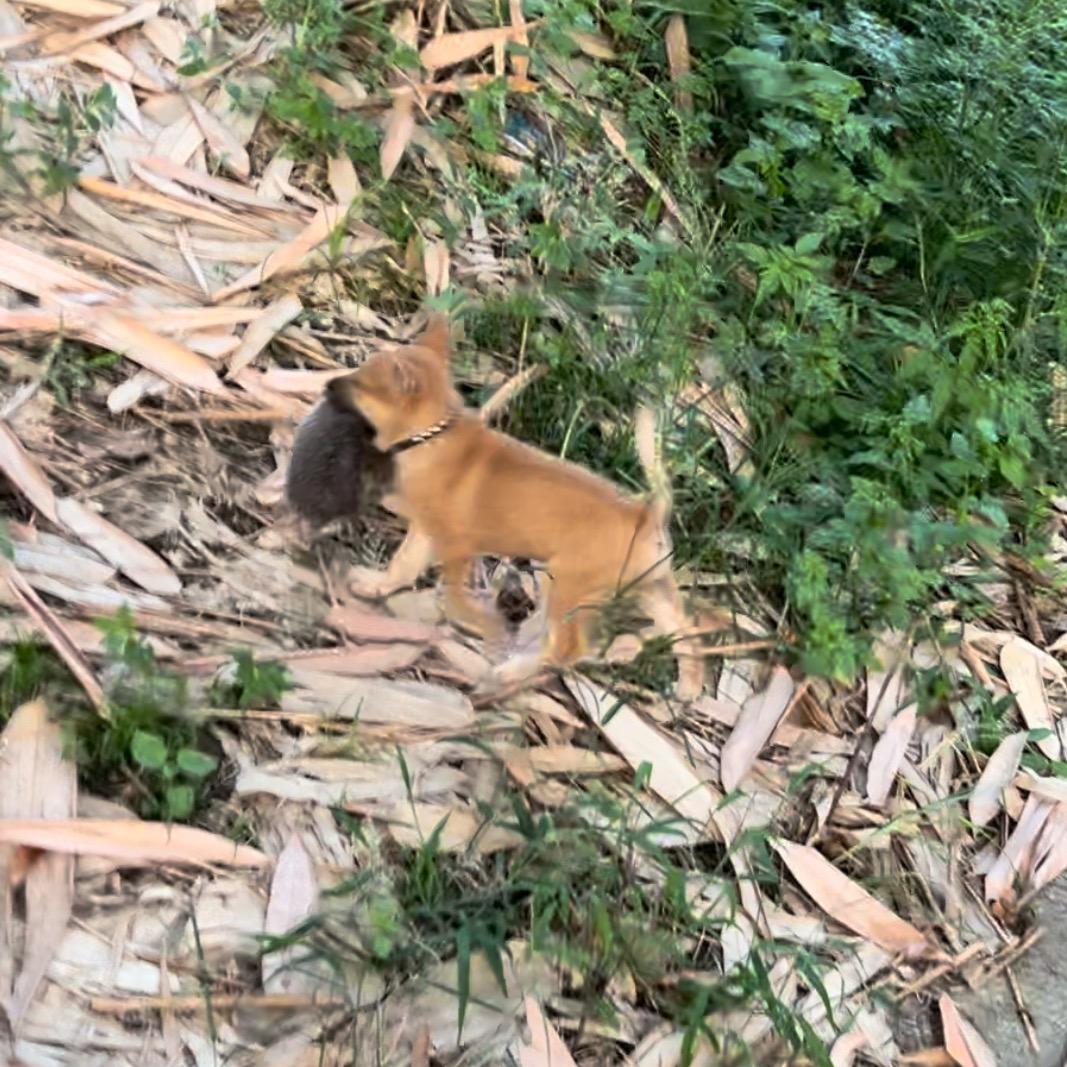 原创猎犬王