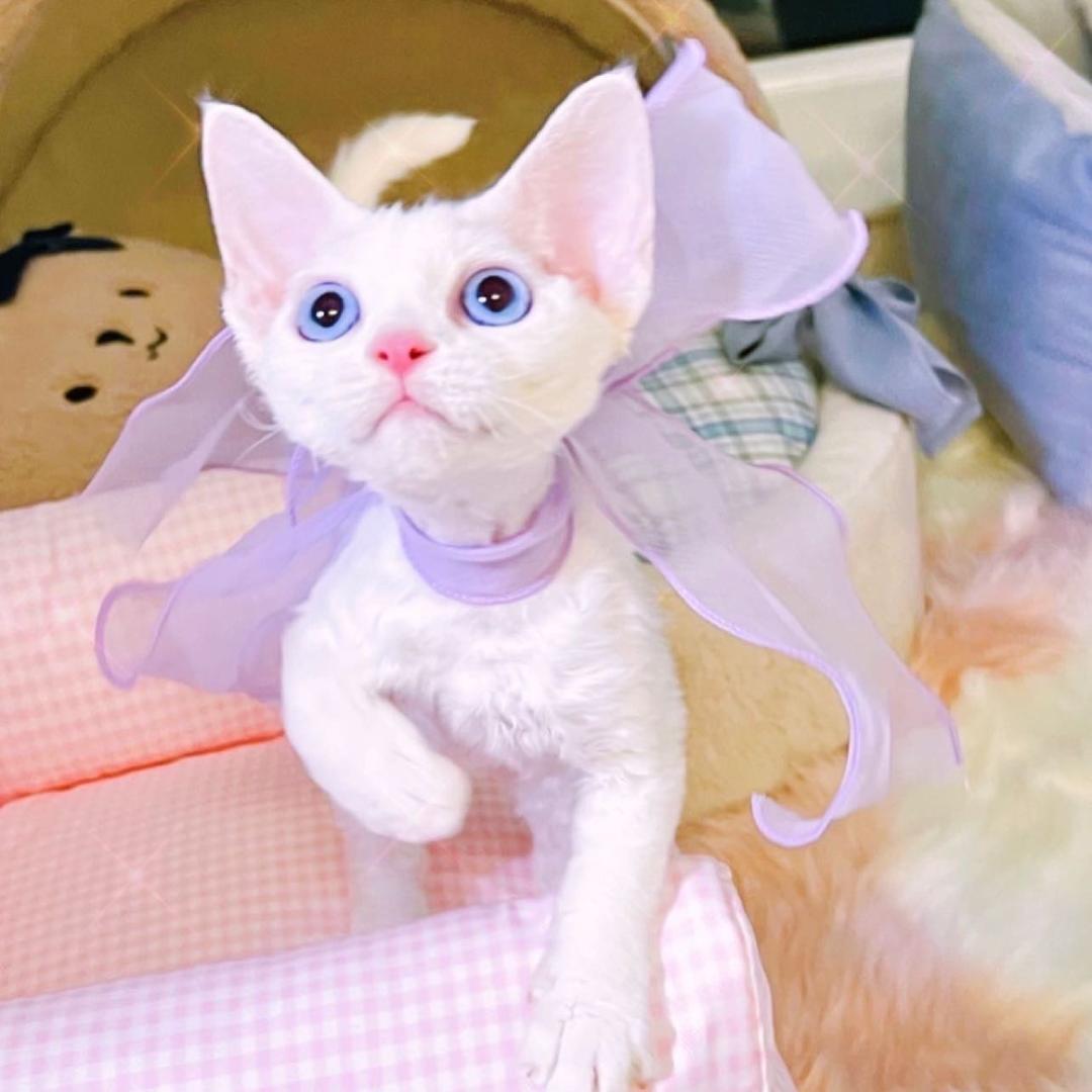 果果大人🧸