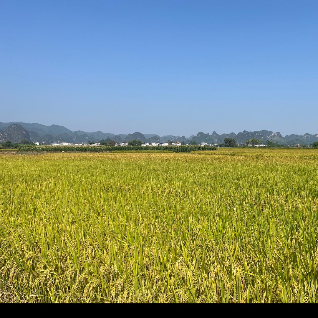 广西柳州香米