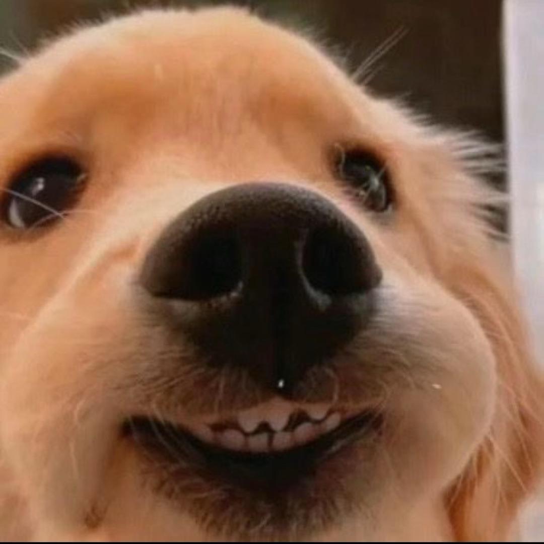再熬夜是小狗🐕