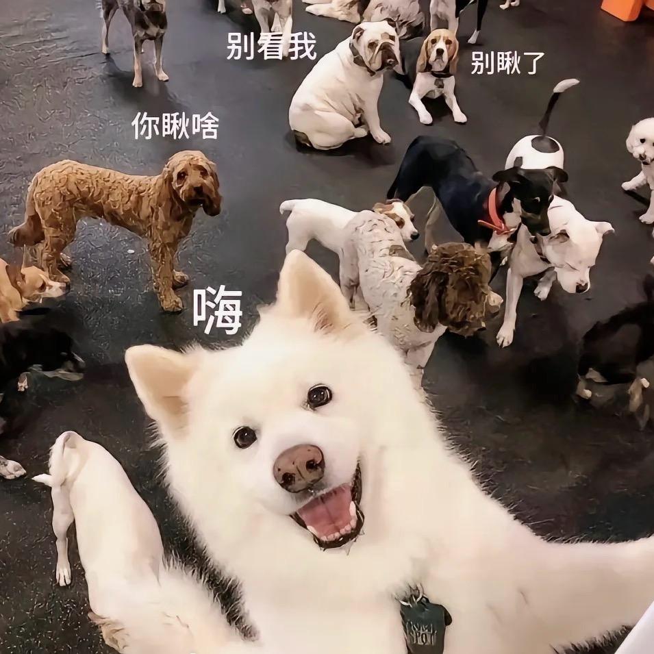 杨了个🐑
