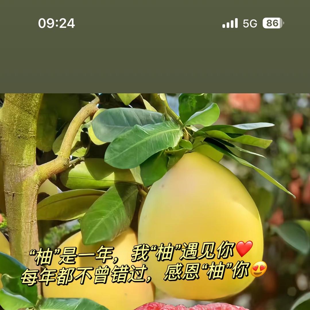 万果丰（平和柚子季）