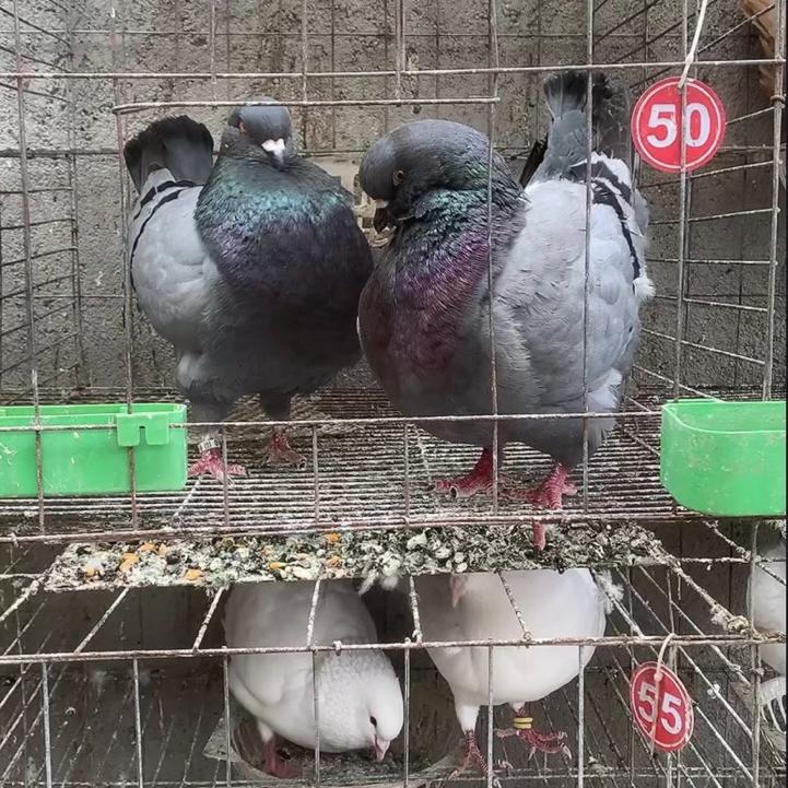岳阳鸽苑