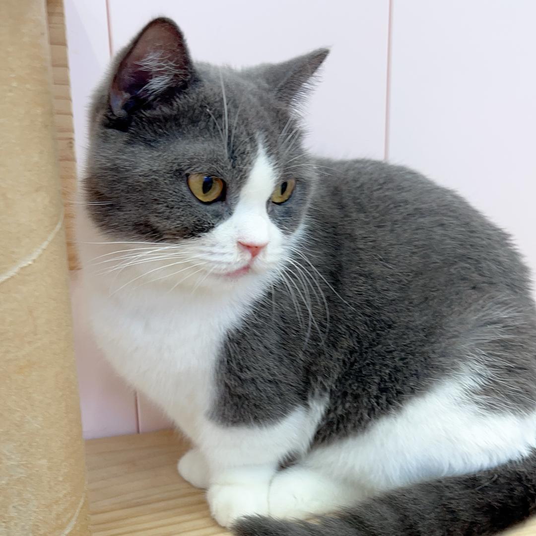 @暴躁喵