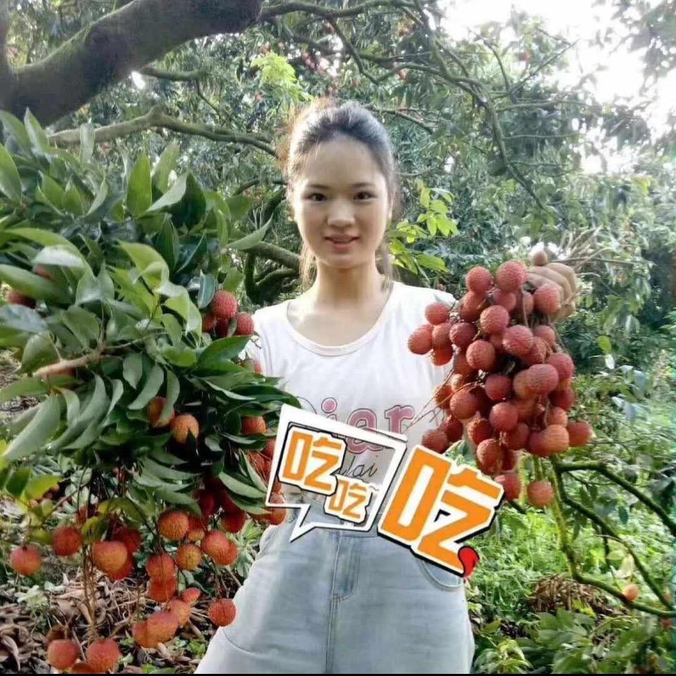 广东高州自家荔枝龙眼果园