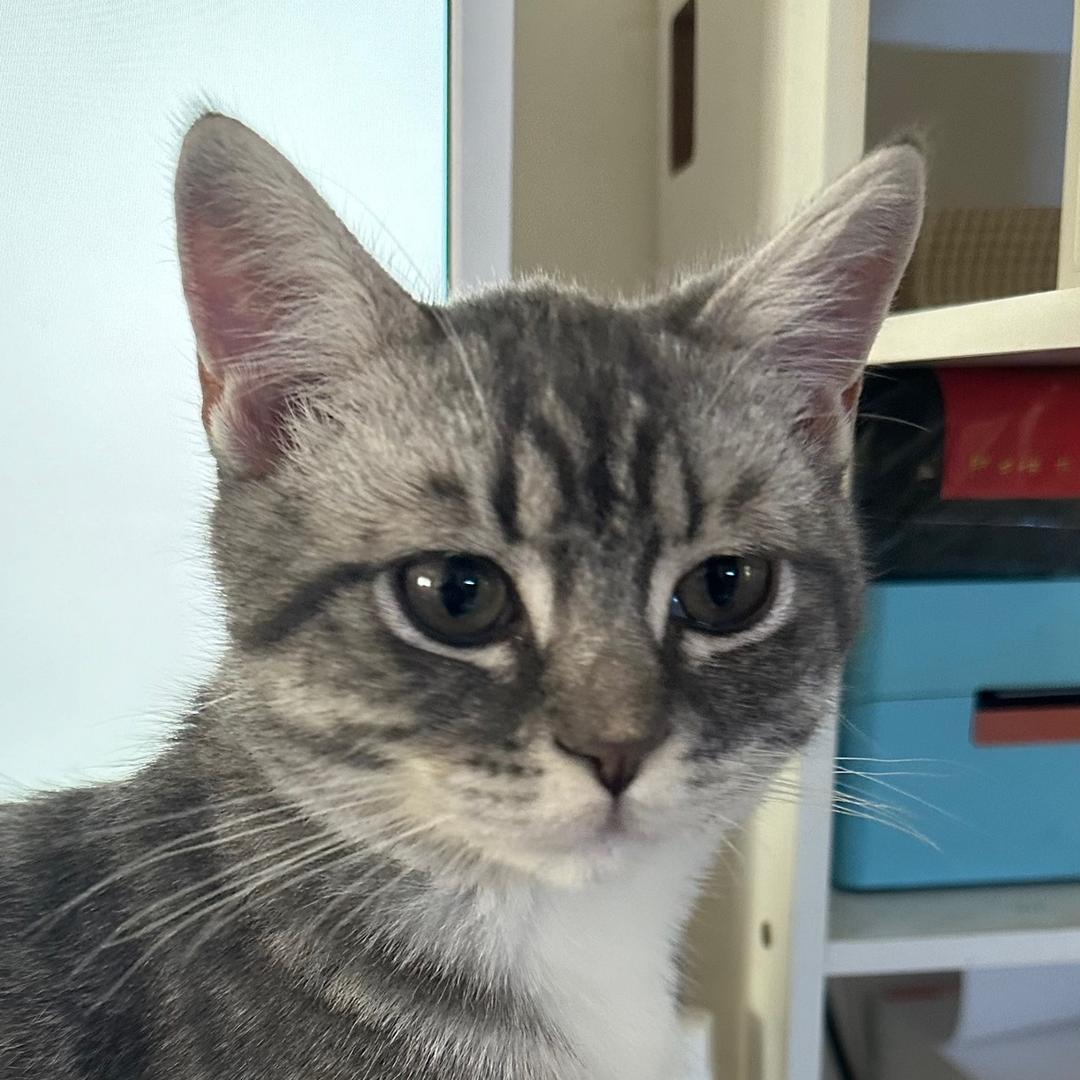 木易子（密封件）