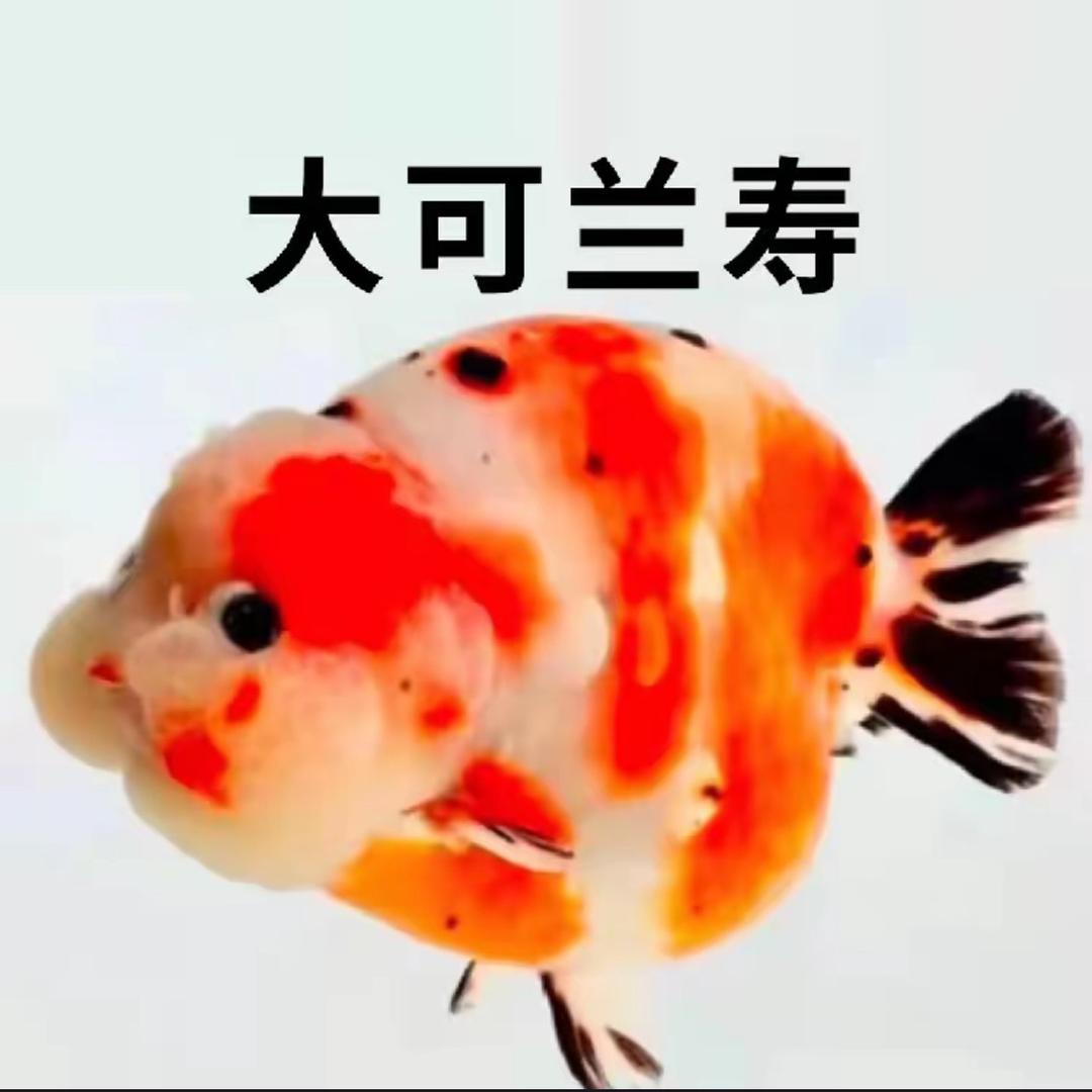 大可～兰寿金鱼
