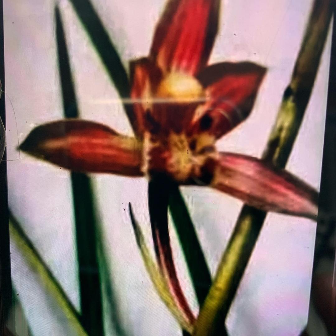 艺龙兰苑（张哥）小号