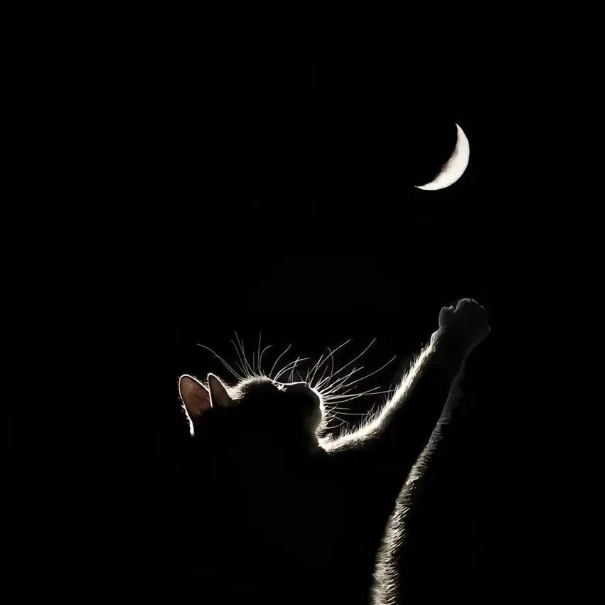 柠檬🐱