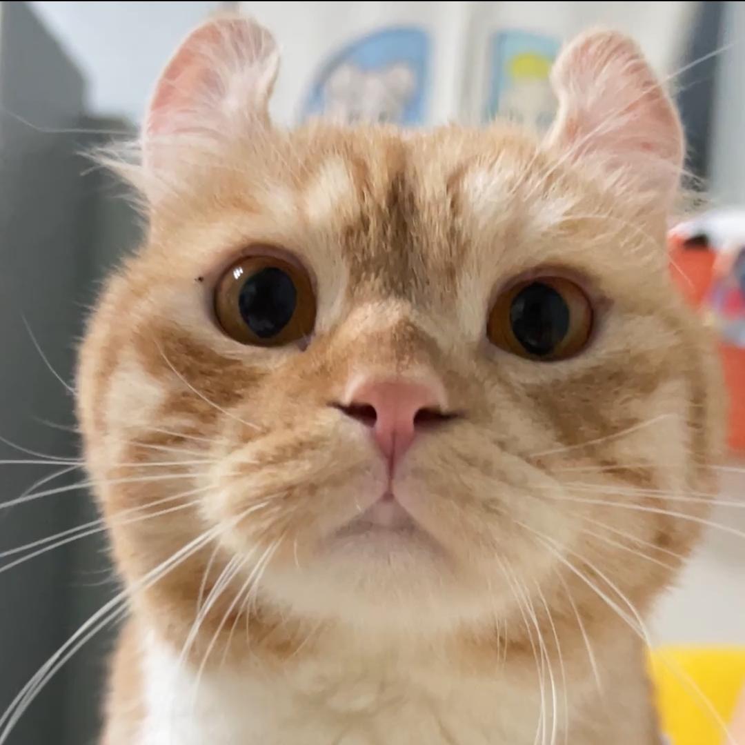 恰恰是只卷耳猫