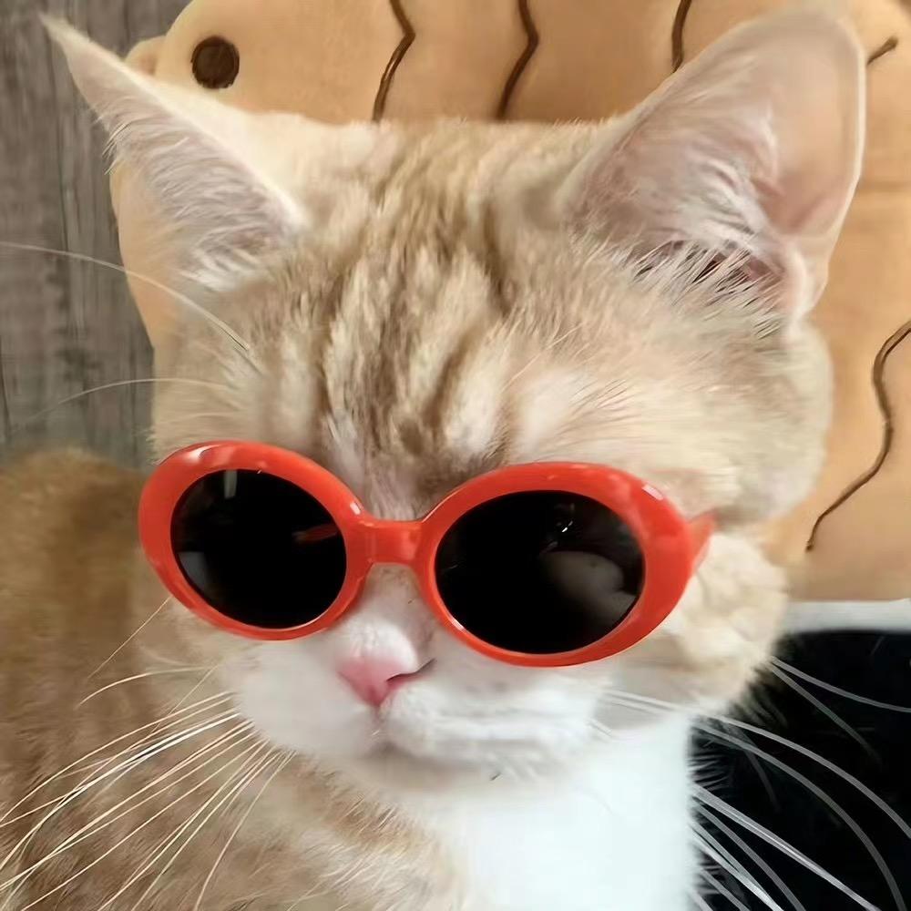猫猫不白吃（全攻略）