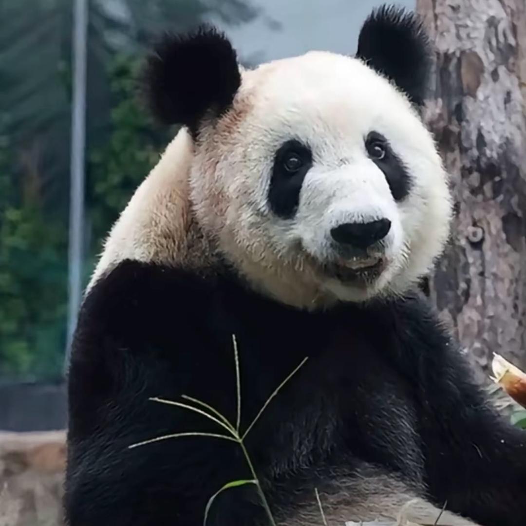 美得一塌糊涂a（月月）