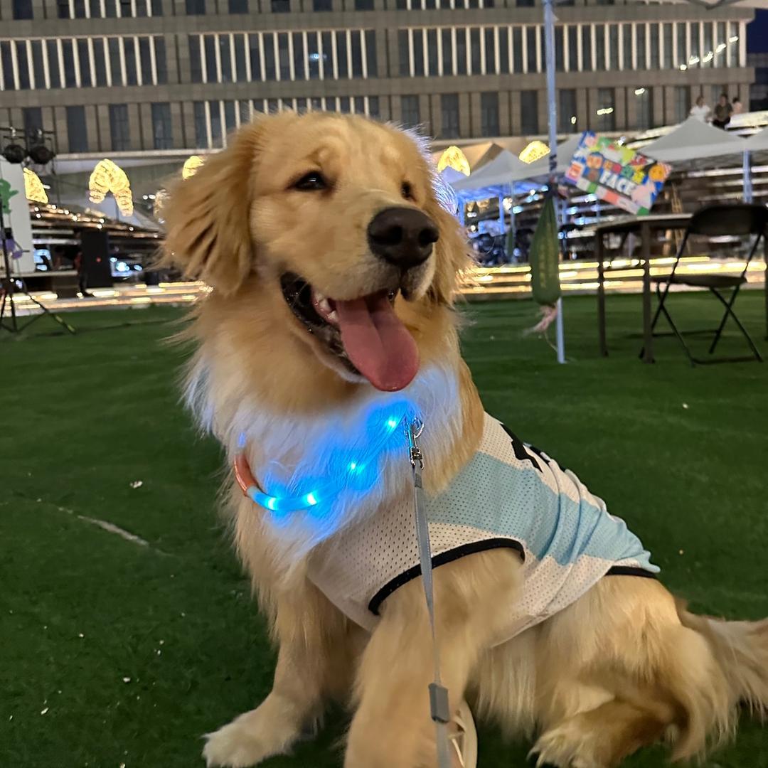 金毛胖虎🐶