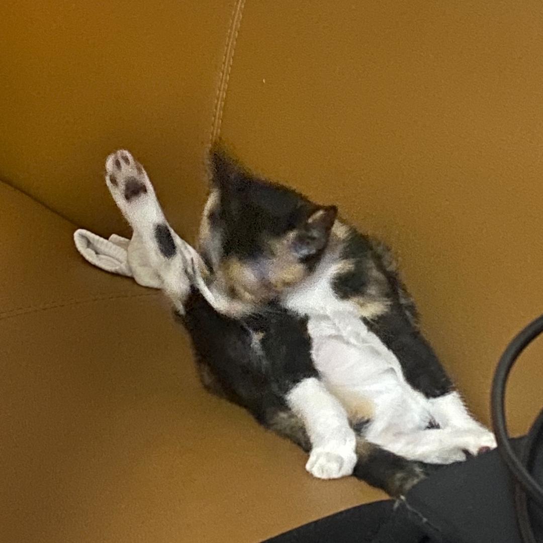 只只咩