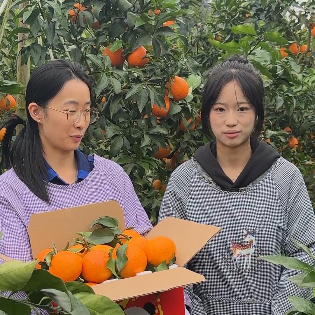 浦江耙耙柑鲜果园