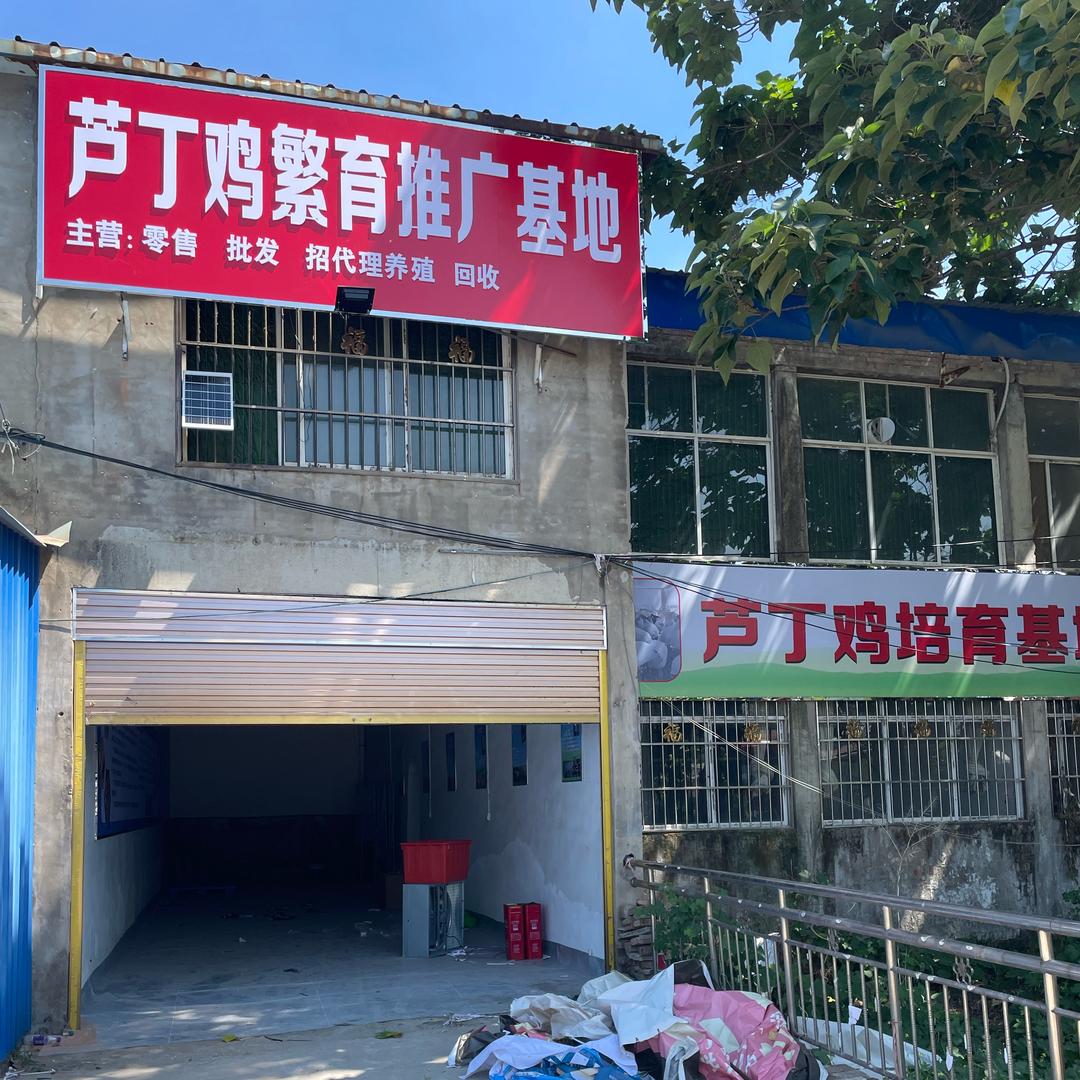 河南芦丁鸡培育孵化合作基地