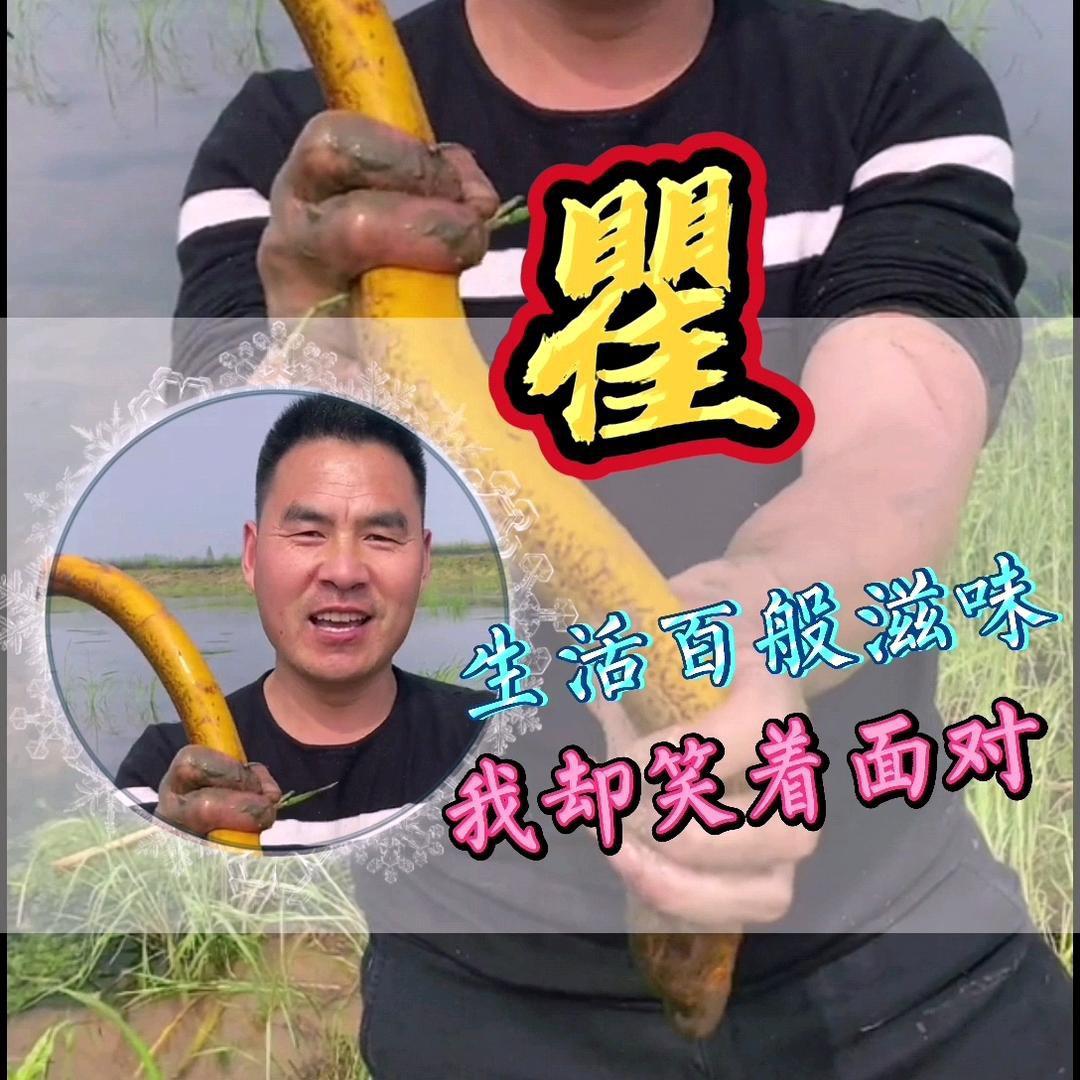 鳝精(小号)