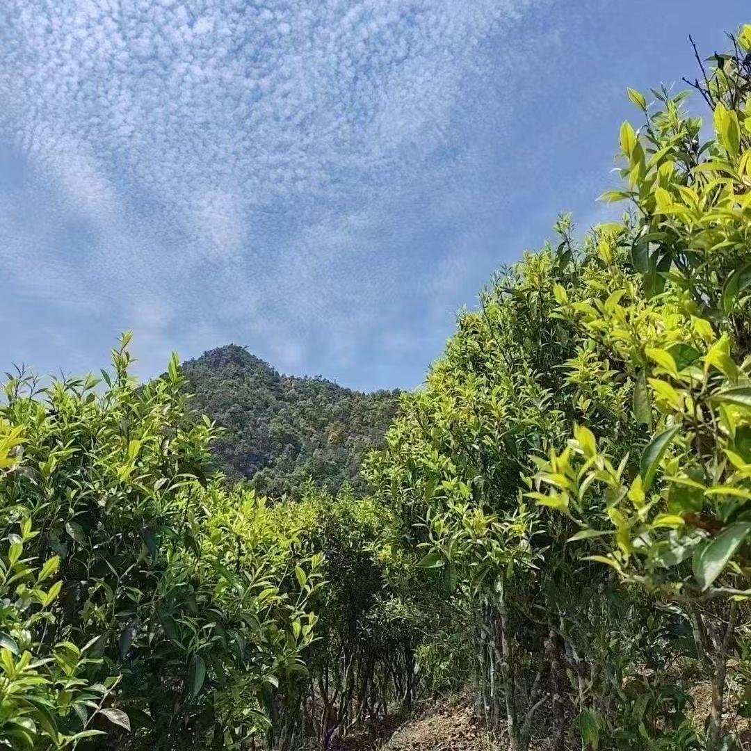 茗润茶行