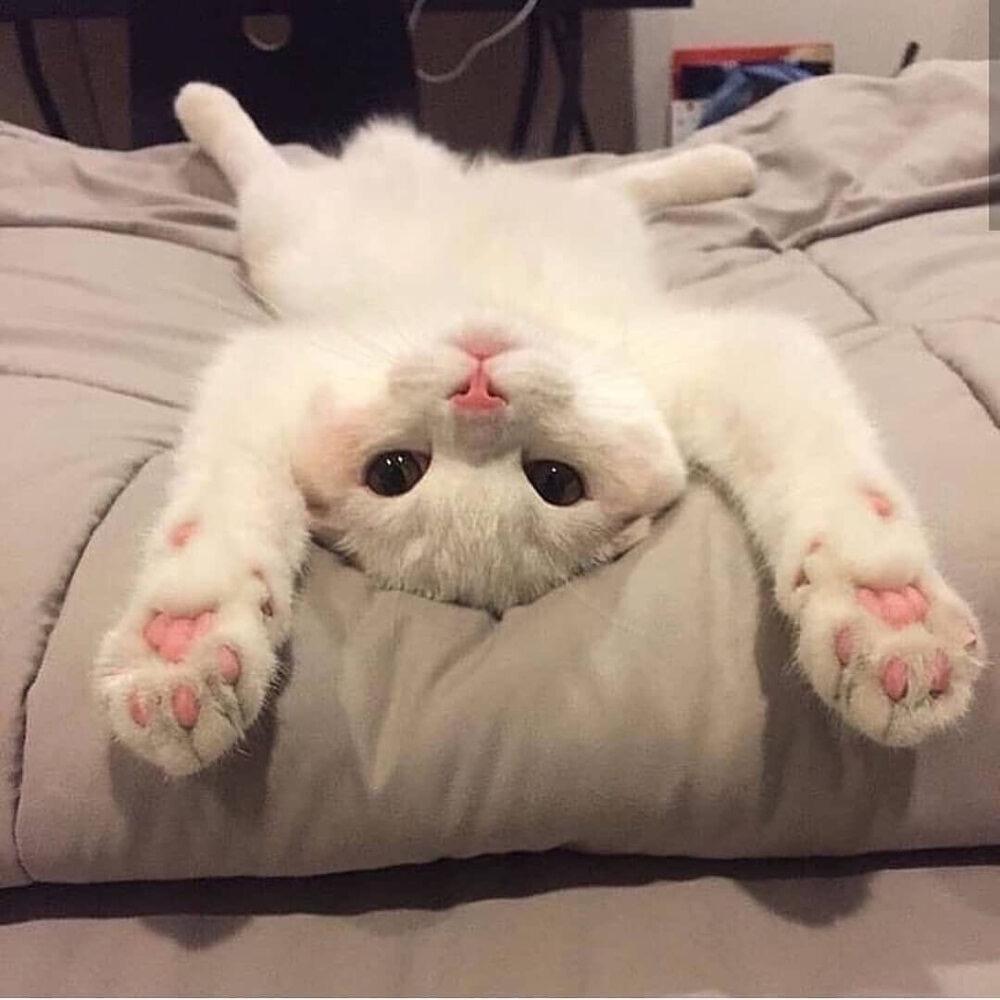 猫宝小金子
