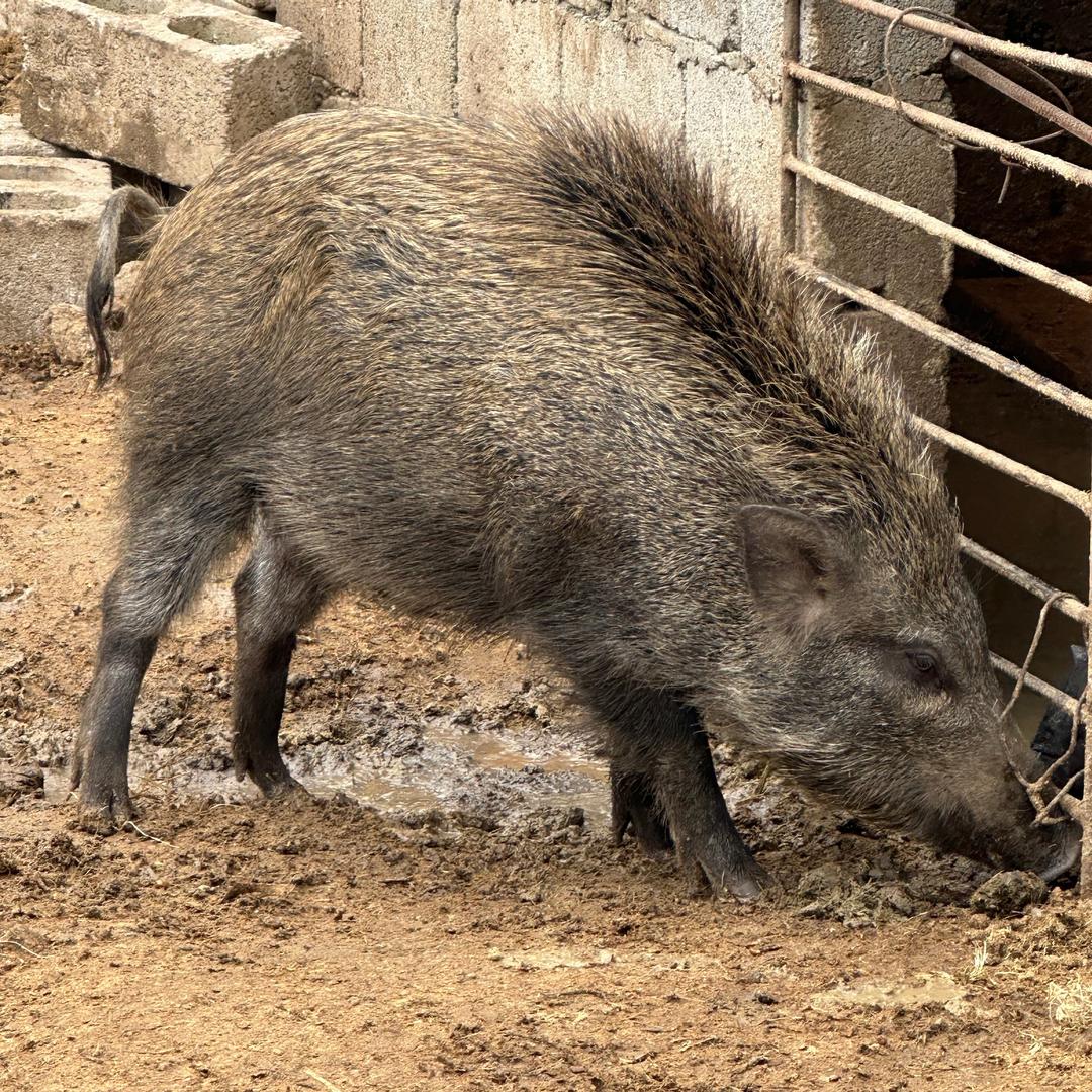兴义原生态野香猪养殖