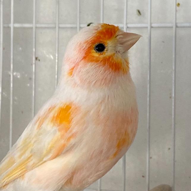 海港  鸟叔 (V587）