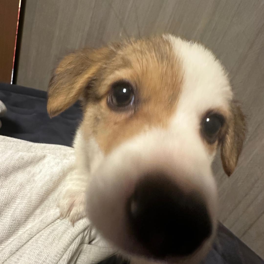 悲伤章鱼小丸子🐙