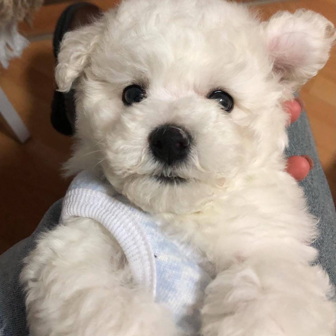 Nico是只小比熊🐻