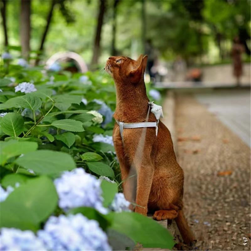 古埃印象阿比西尼亚猫