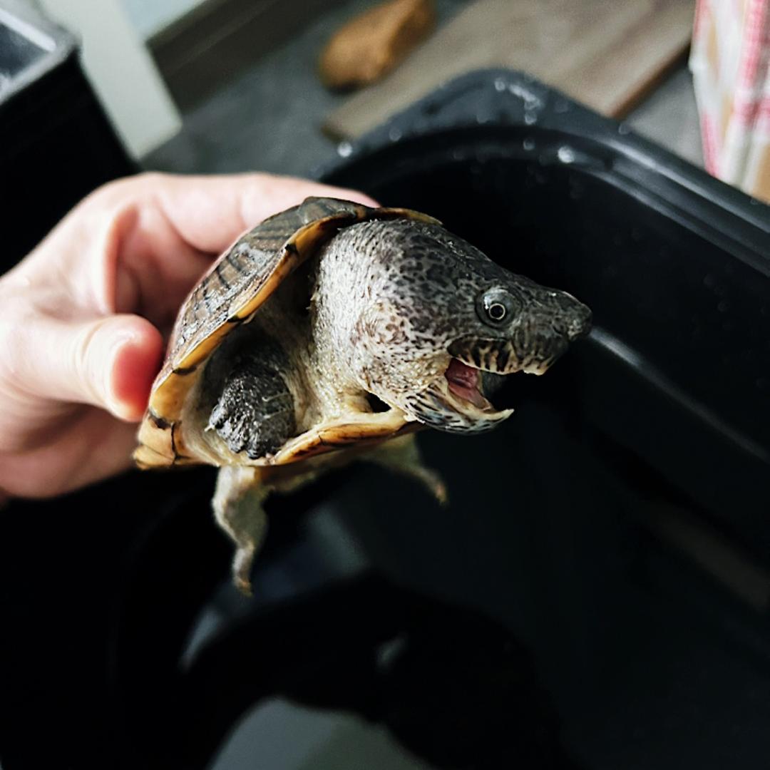 龟宠玩家(阿坤)