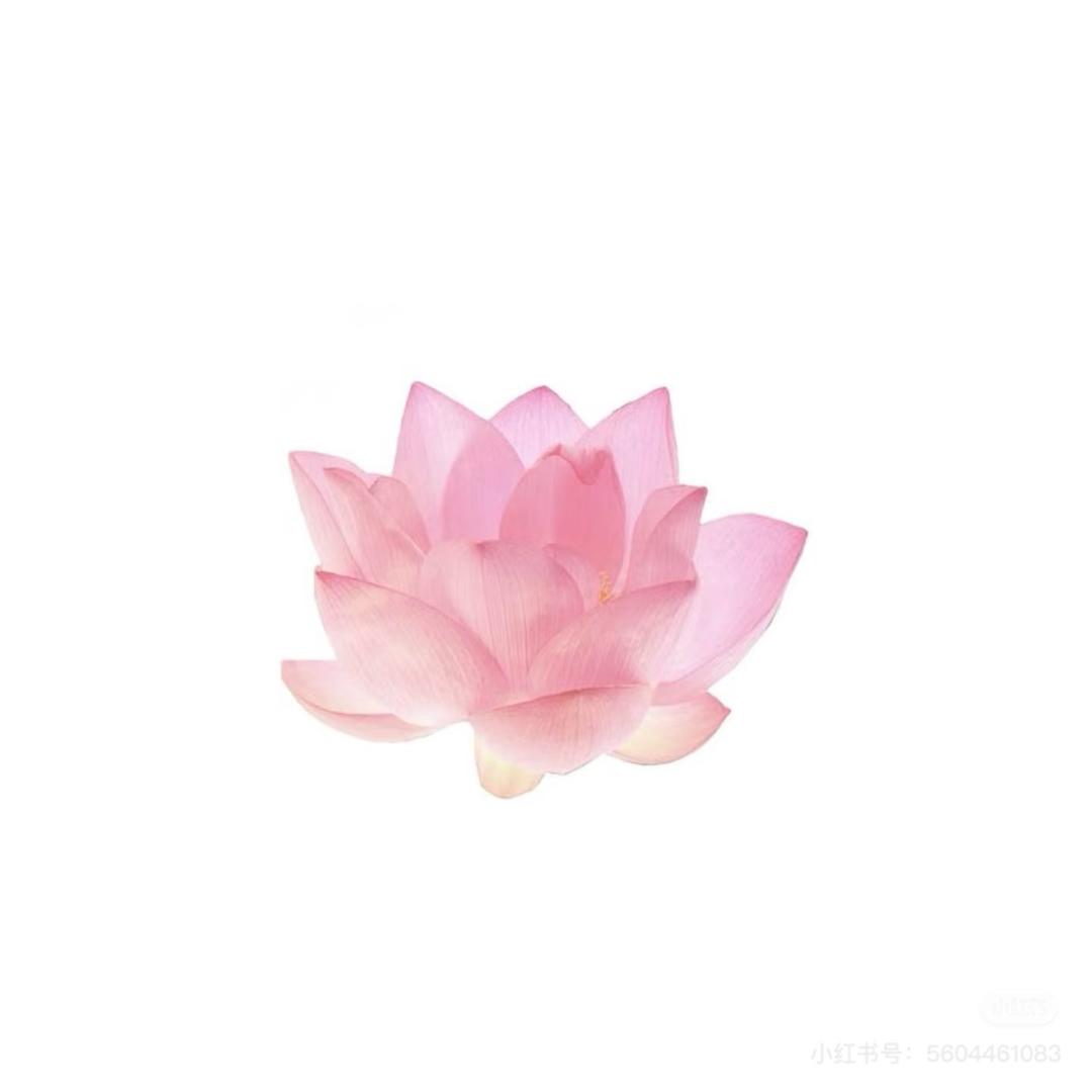 狂野小菊花