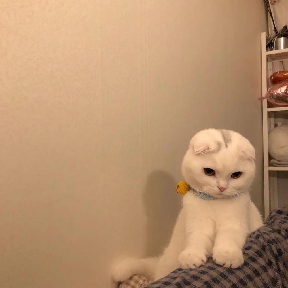 科二五次喵～