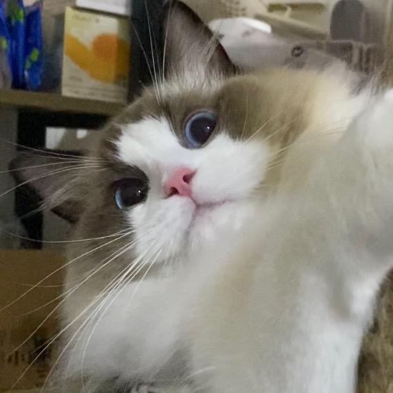 一根小辣条