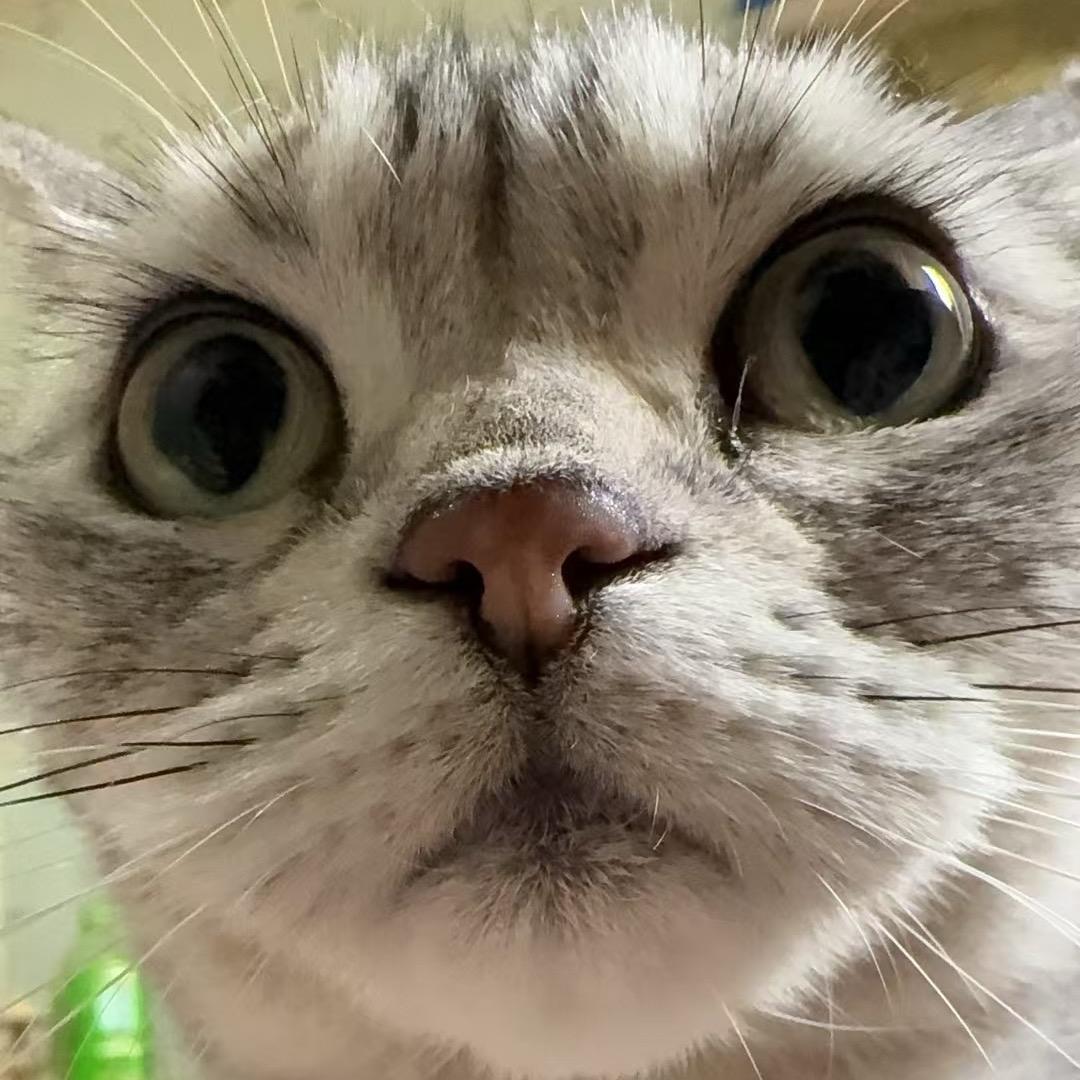 伴星