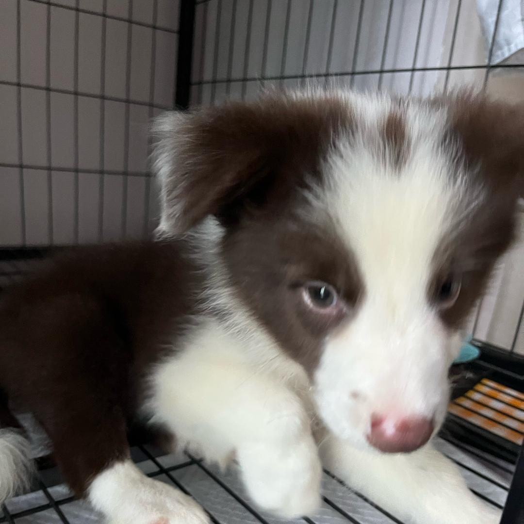 开开的十六日记🐶