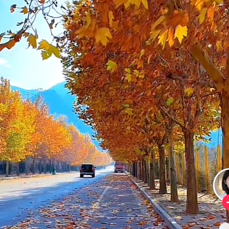 枫叶🍁情感