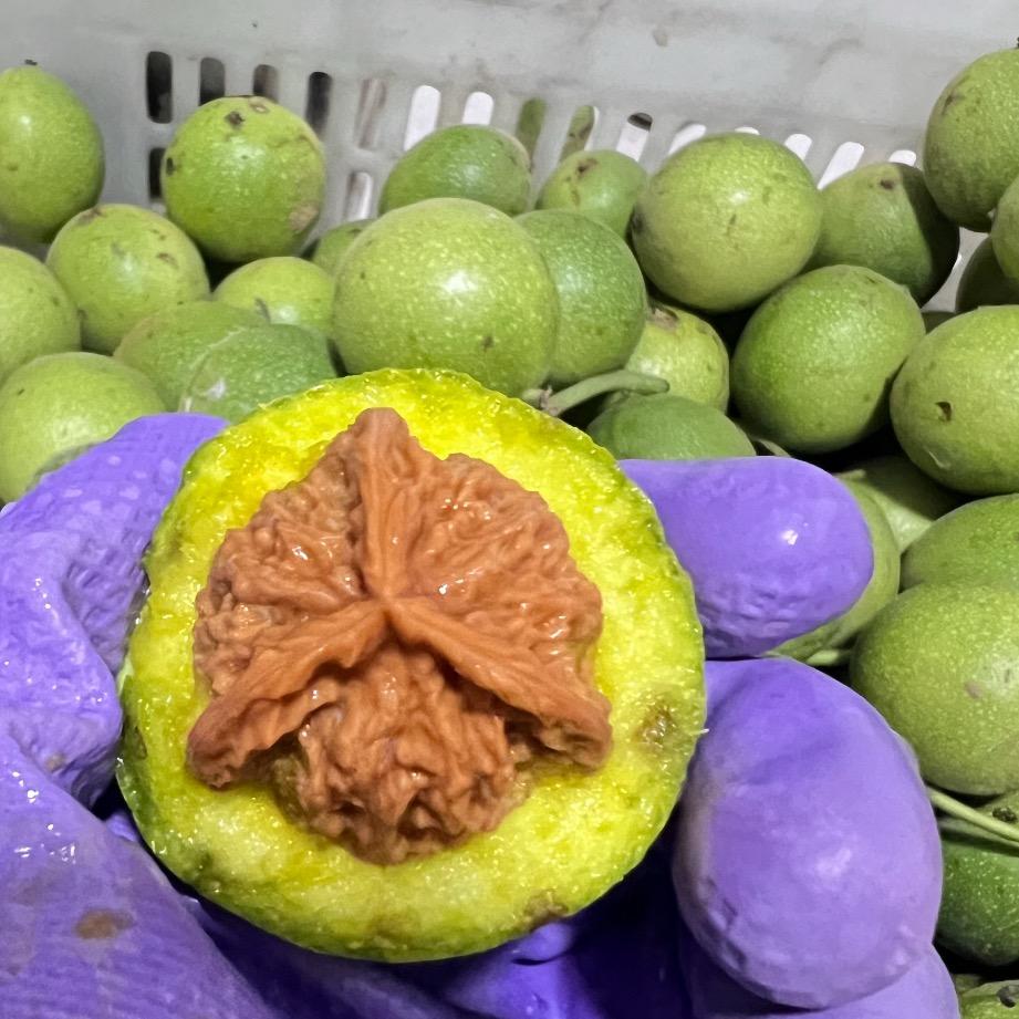 核眼缘