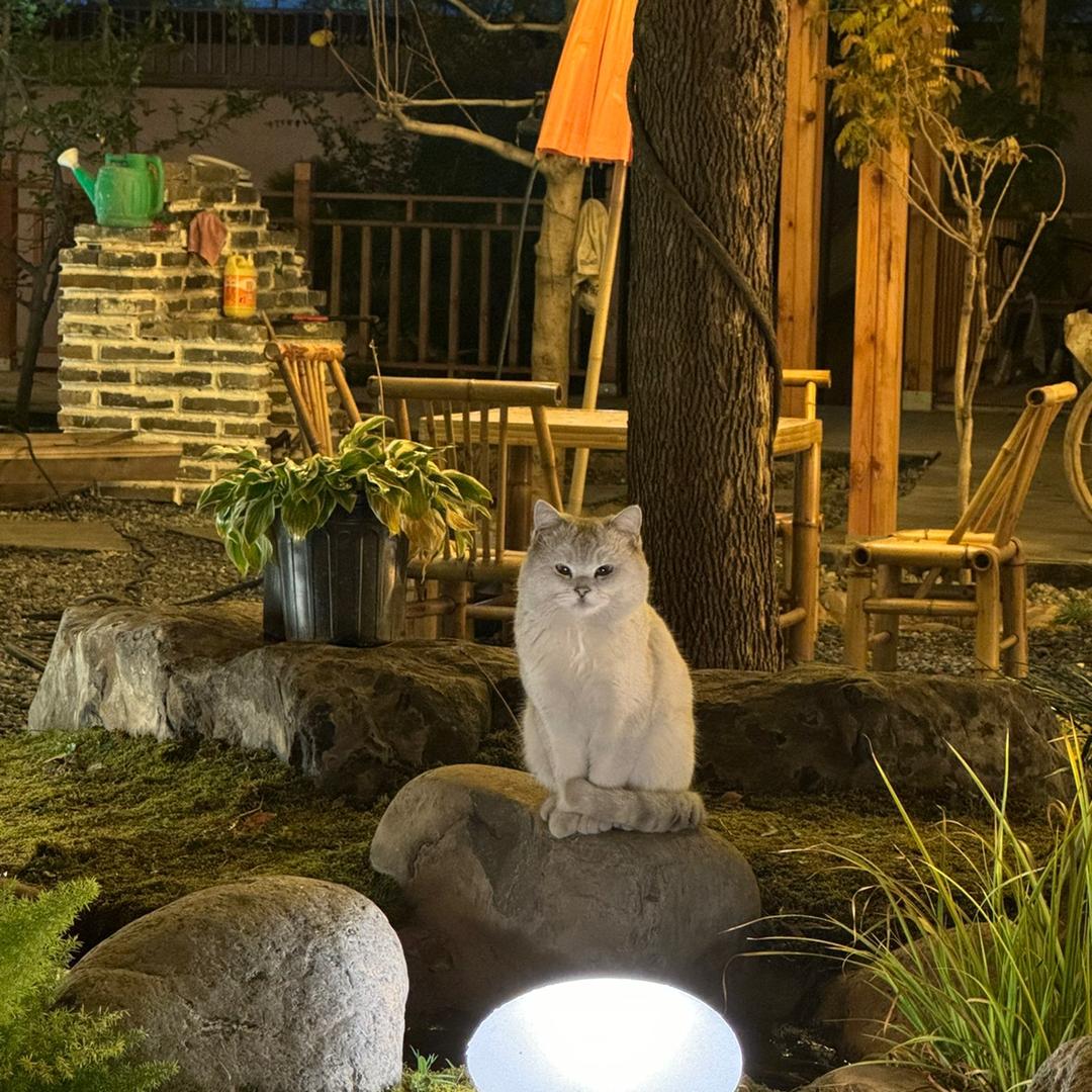 猫园笔记