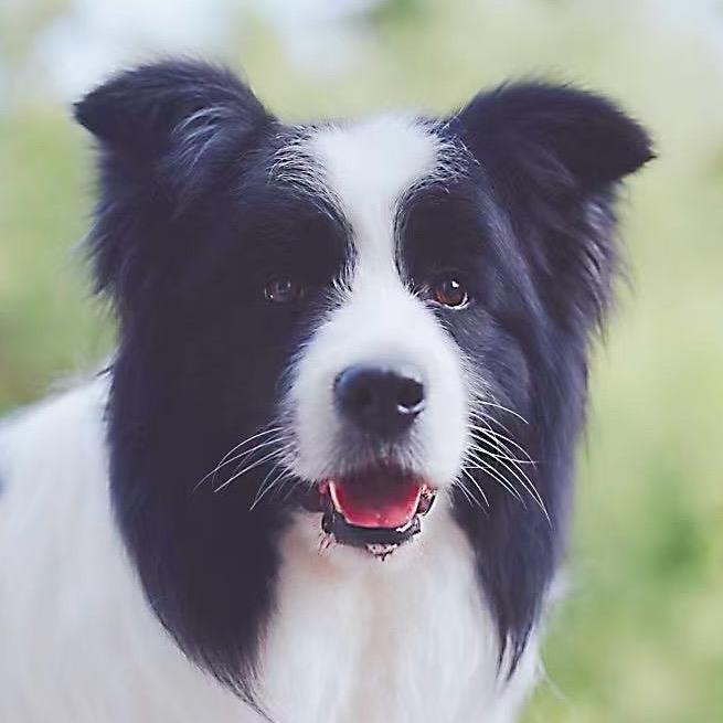 璐璐赛虎(鹿鸣犬舍)