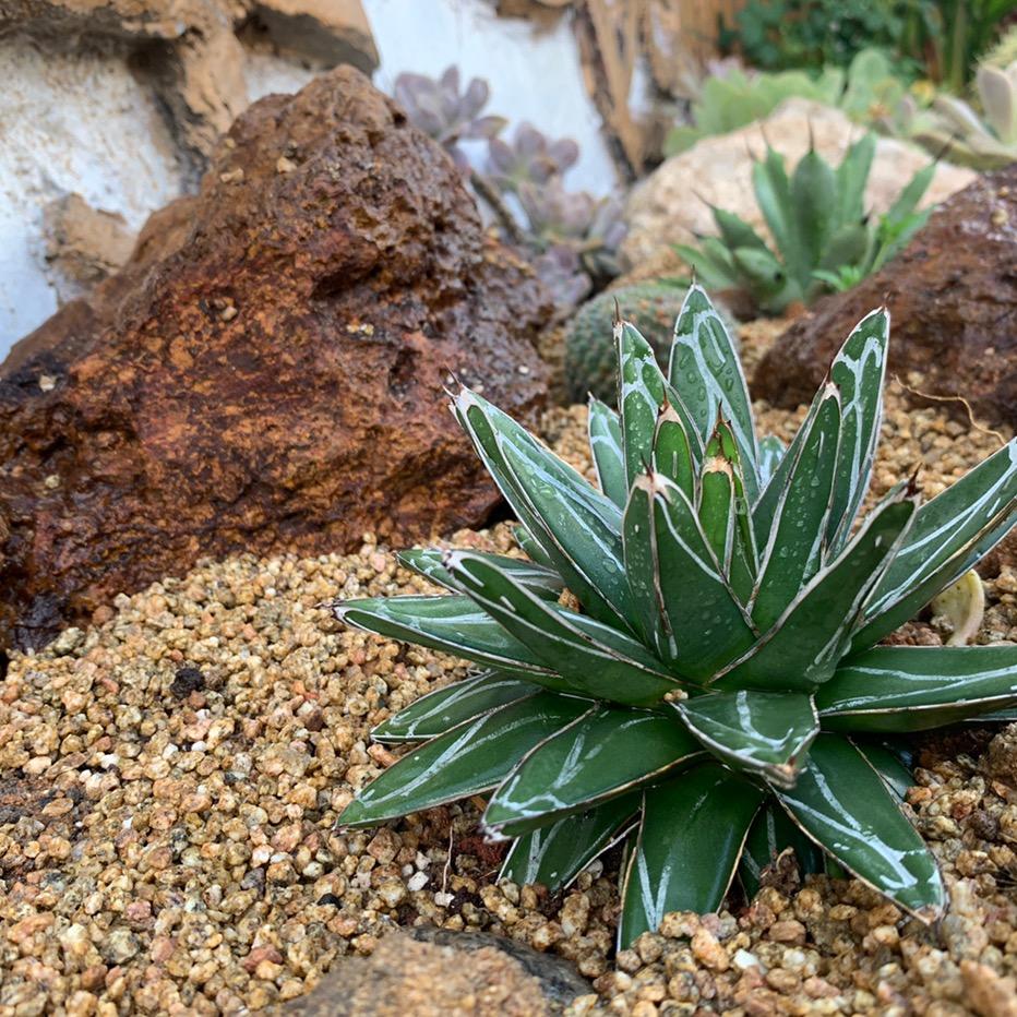 画点植物店