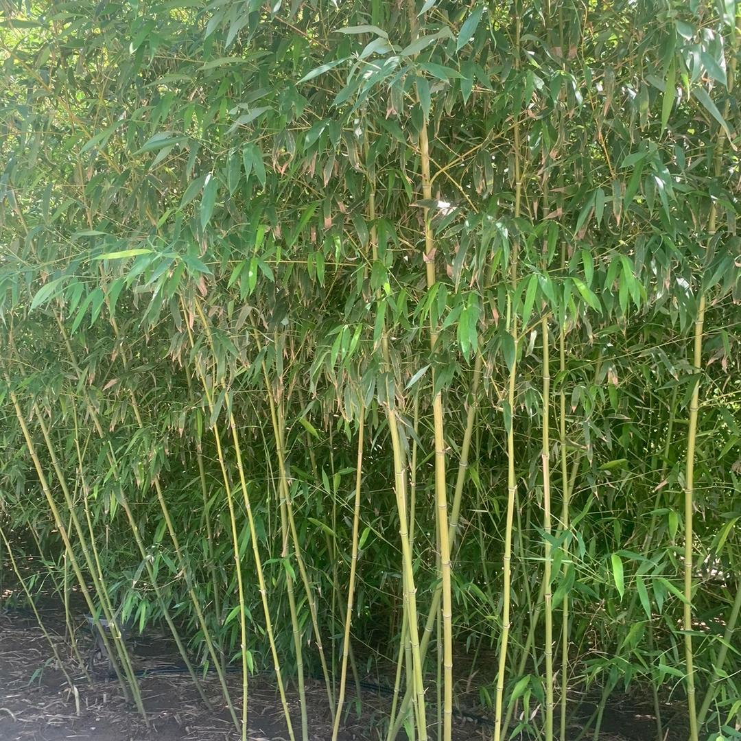 雁玲