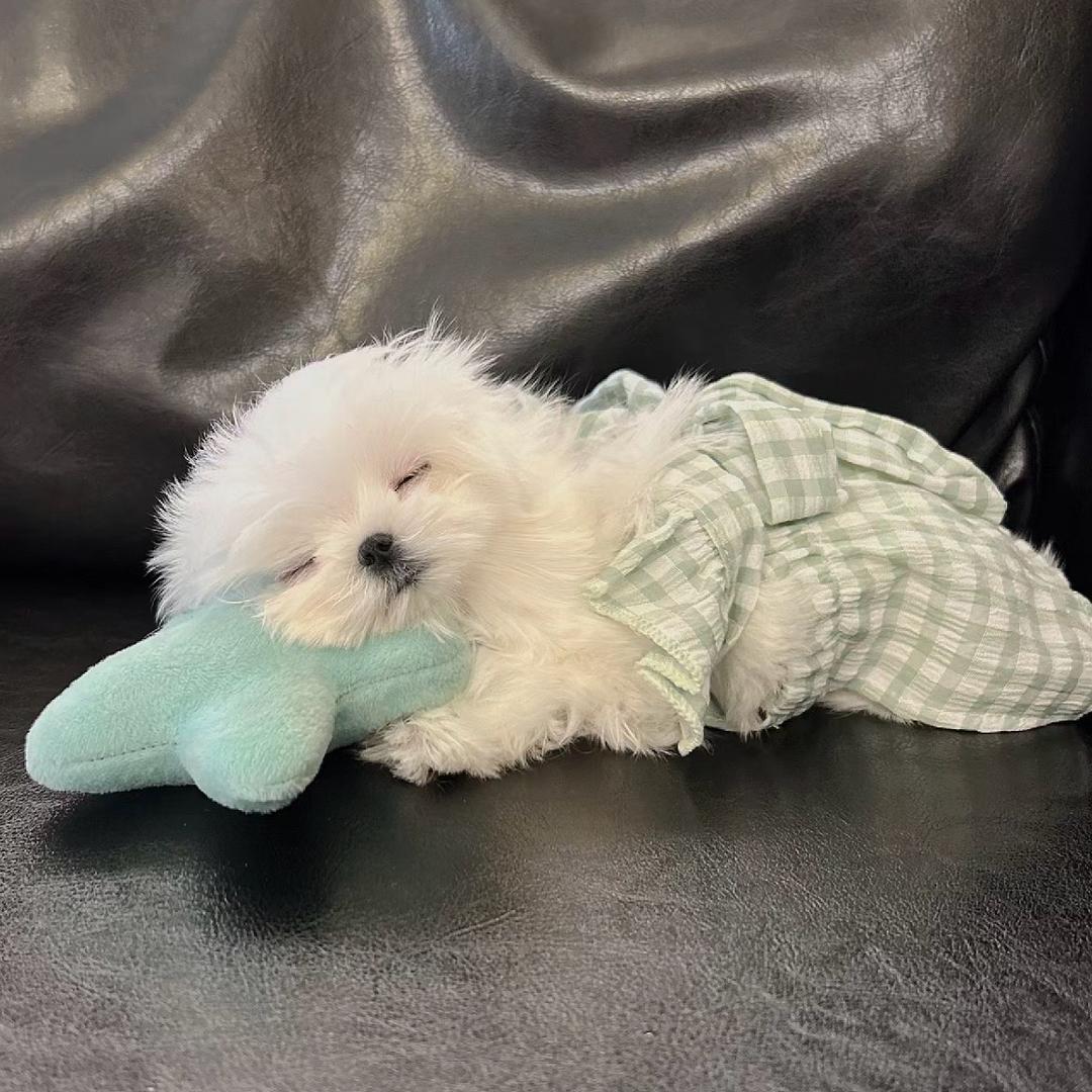 我爱吃巧克力
